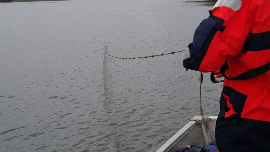 Billed 1, Fiskerikontrollen fandt 18 ulovlige nedgarn i Skælskør Fjord i sidste uge.jpg